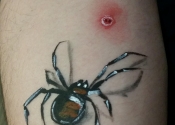spider